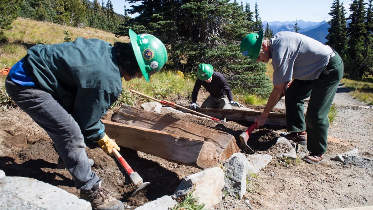 People chopping wood in a national forest