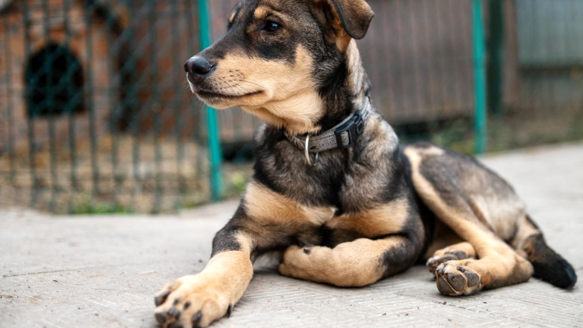 Dog