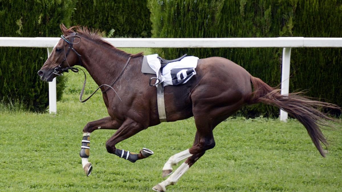 Horse running around race track. 